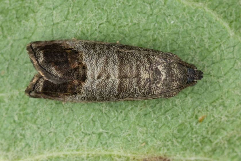 Codling Moth